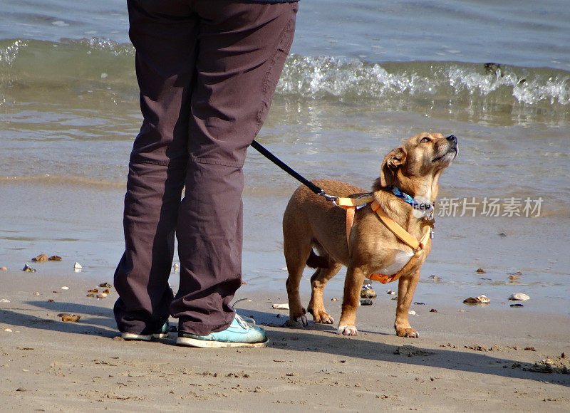 海滩上的杂种狗，柯基犬和实验室的混合物