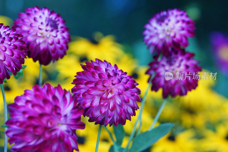 大丽和紫锥菊