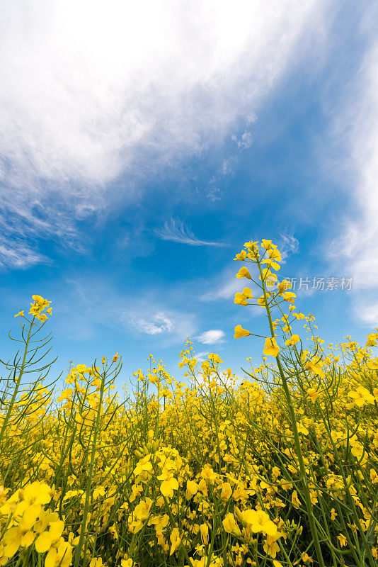 油菜领域