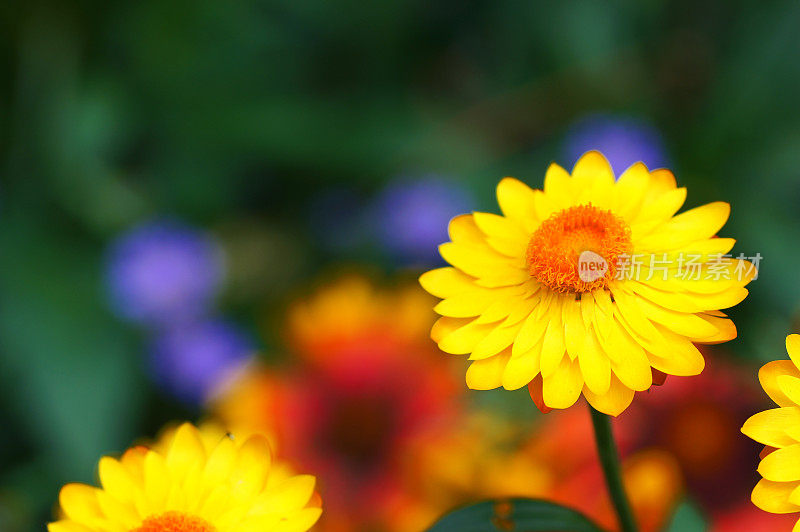 黄花植物野外特写