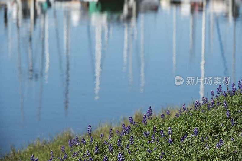 羽扇豆野花生长在海港岸边