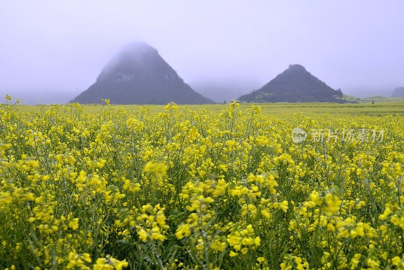 早晨，田野的景色