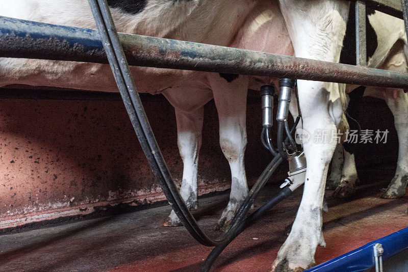 传统挤奶棚里的荷斯坦奶牛。