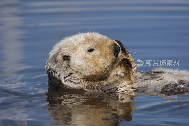 野生海獭在平静的海水中休息