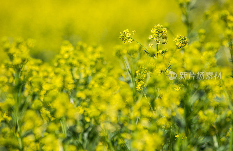 野生芥菜花