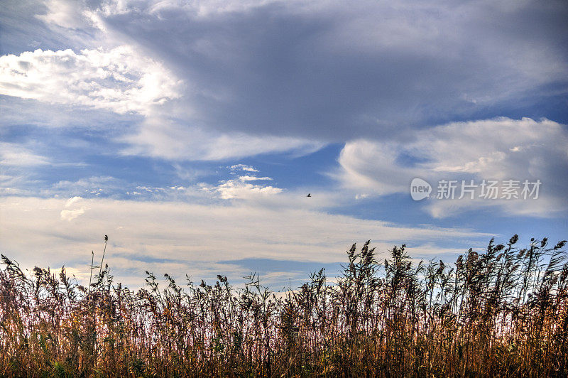 干燥的芦苇和美丽的云景