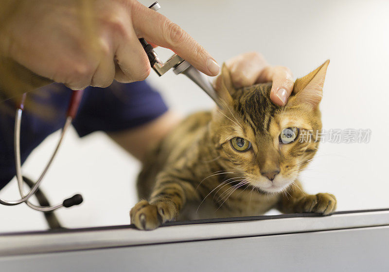 兽医正在检查一只孟加拉猫的耳朵