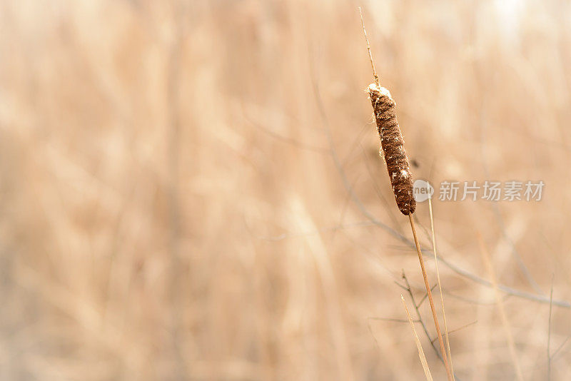 香蒲背景