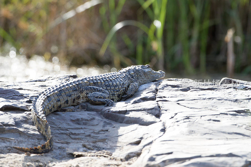 小鳄鱼日光浴，克鲁格国家公园，南非