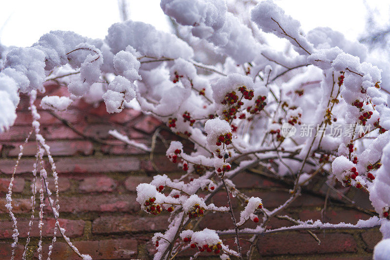 冬天的森林里下雪了