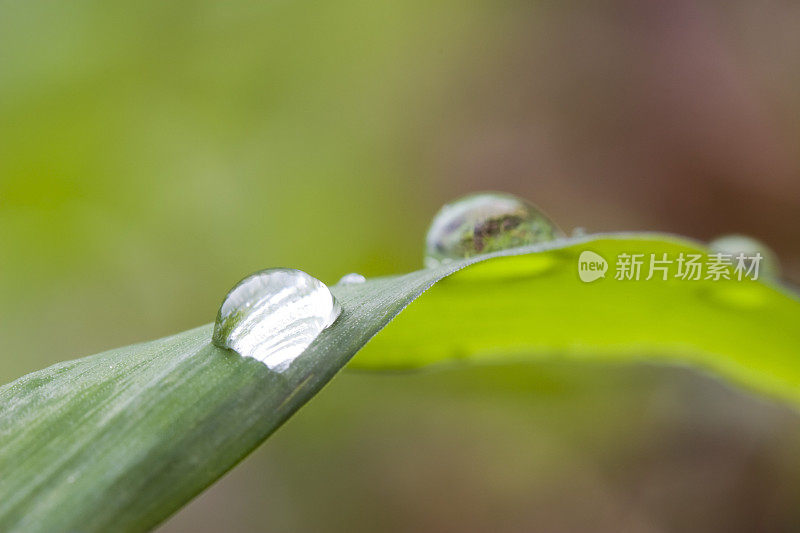 草上的水滴