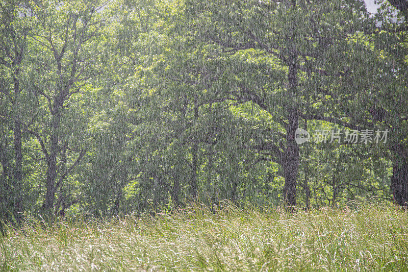 雨点落在树木和田野前――夏雨