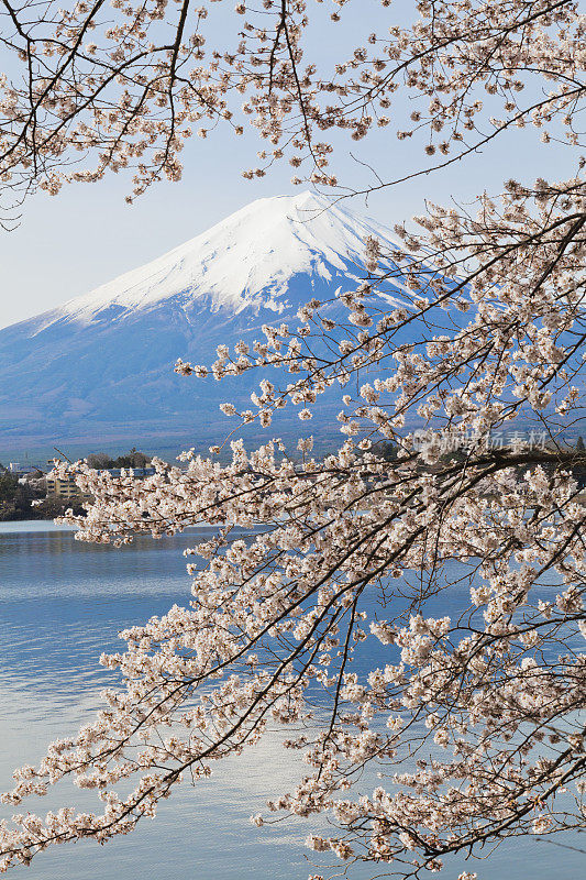 春天樱花盛开的富士山