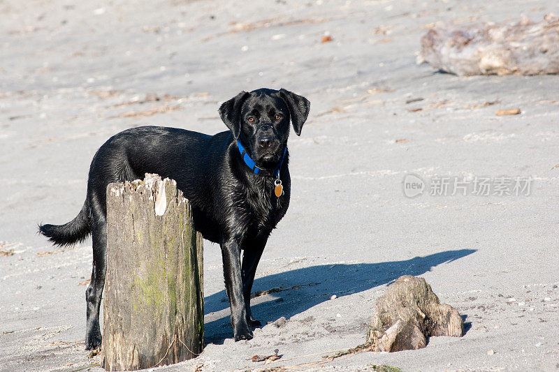 海滩上的黑色拉布拉多寻回犬