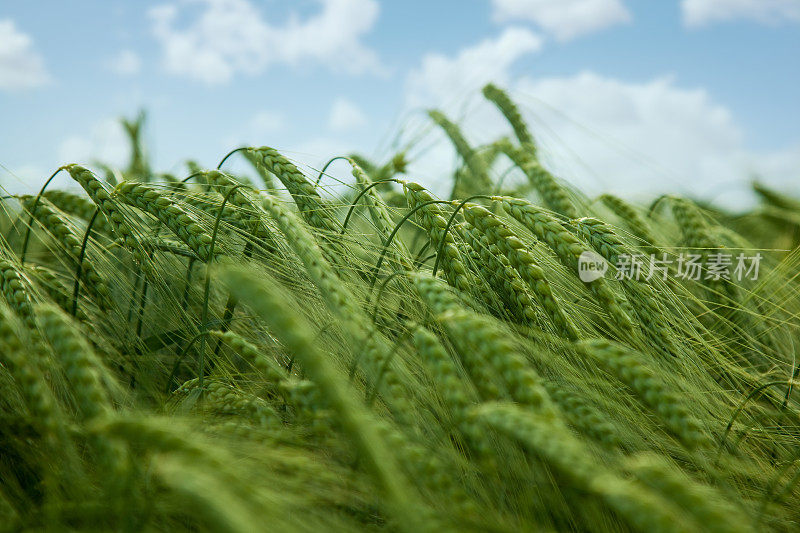 绿色的小麦植株靠近