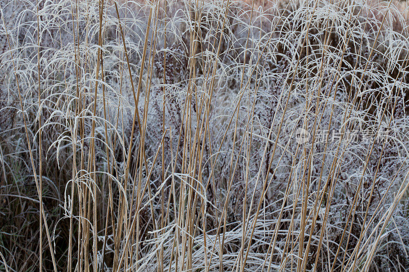 野草背景上霜