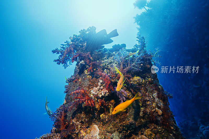 水肺潜水员的观点，海难沉船潜水红海