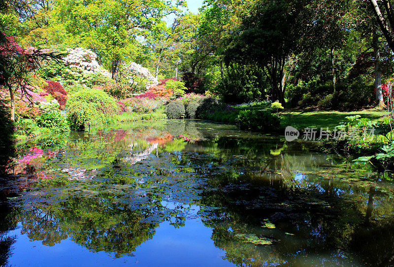 日本花园，有锦鲤池，枫树(槭树)，杜鹃花和竹子