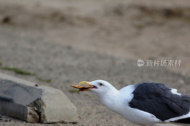 海鸥与面包