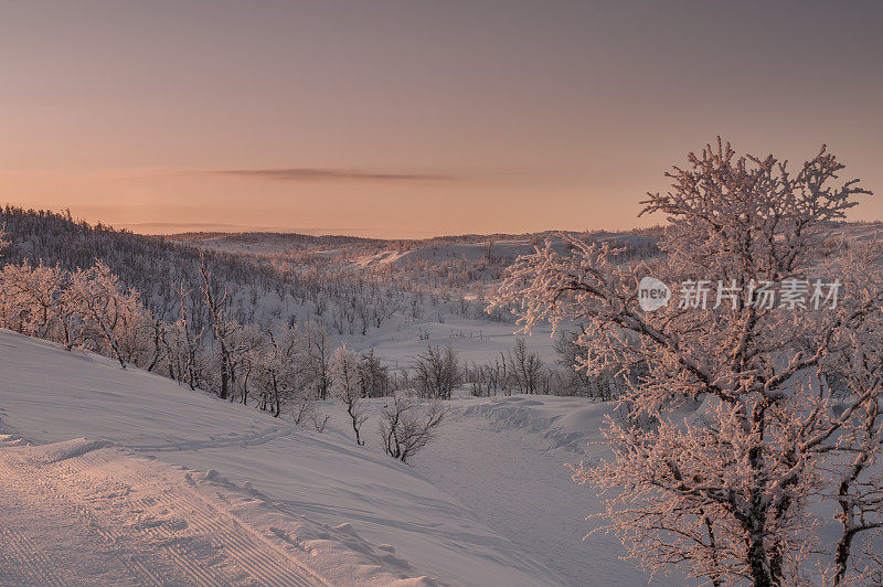 冬天的早晨，白雪覆盖的地面和结霜的白桦林