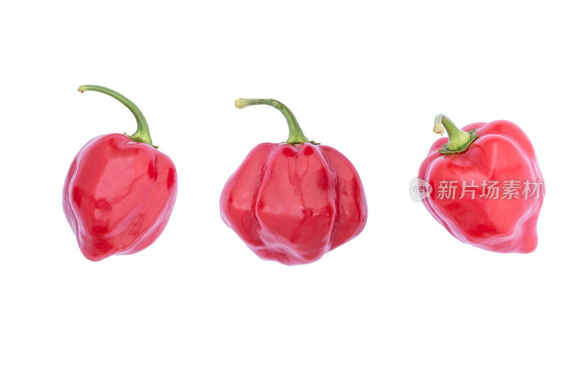 哈瓦那红辣椒:非常辣的红辣椒