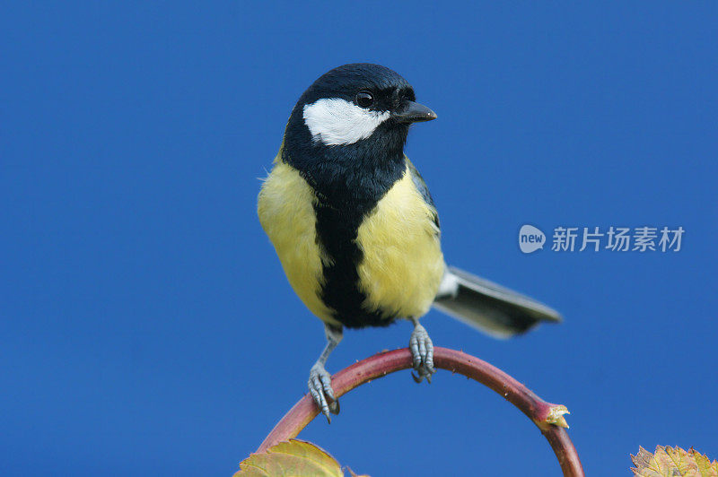 小枝上的大山雀