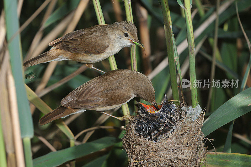 苇莺和布谷鸟