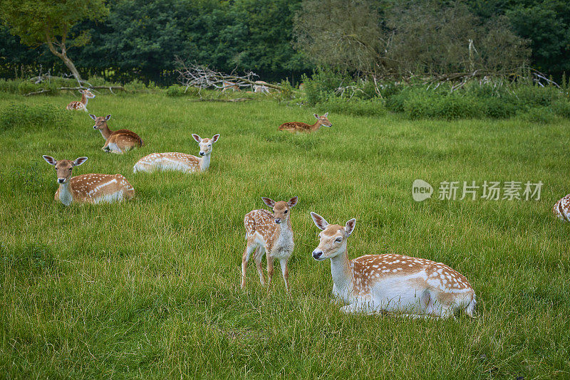 梅花鹿在绿色草地上休息