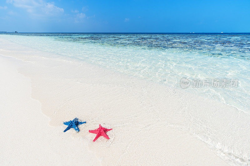 热带海滩上海浪中的两只海星