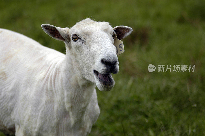 公绵羊(ram)