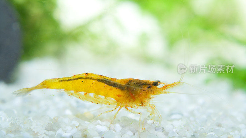 水族馆里的鳜鱼虾