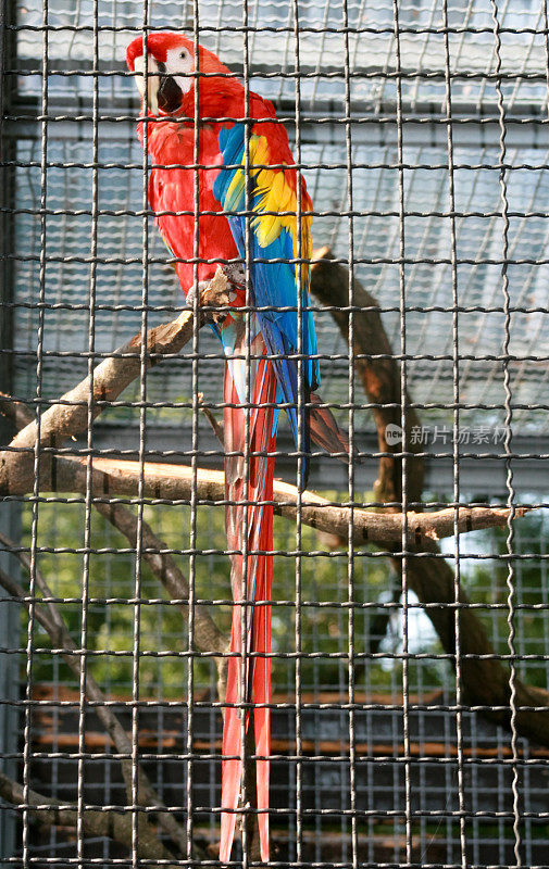 囚禁的阿拉拉鹦鹉