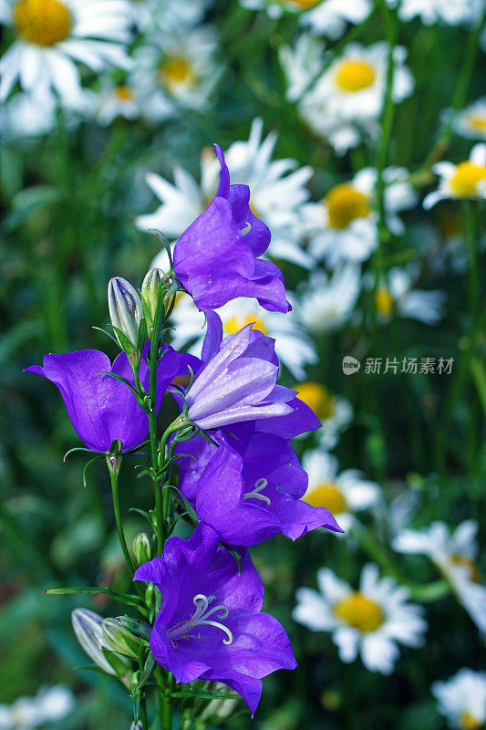 玛格丽特和钟花