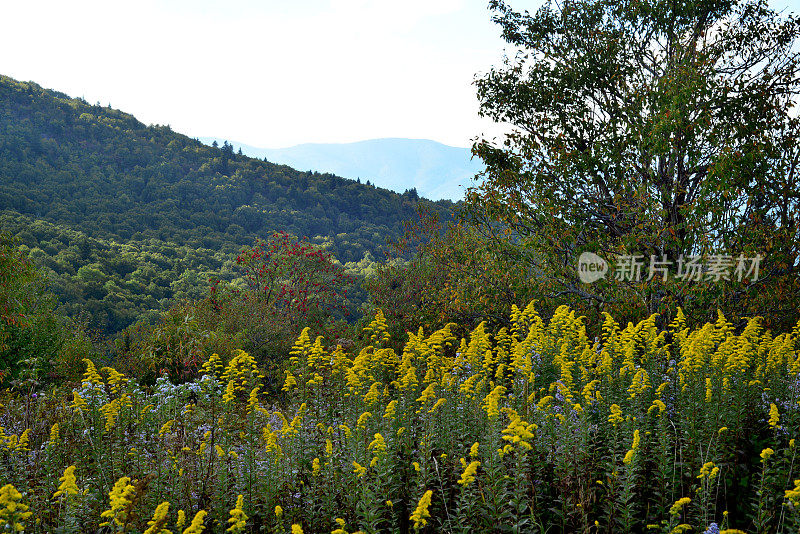 山中的黄花