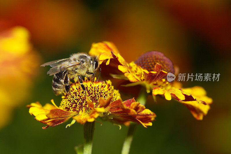 蜜蜂在红黄的太阳新娘上