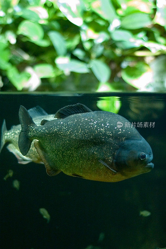 水下食人鱼