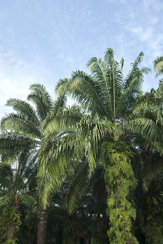 棕榈油种植园