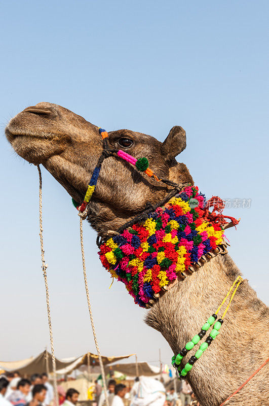 装饰的骆驼,印度