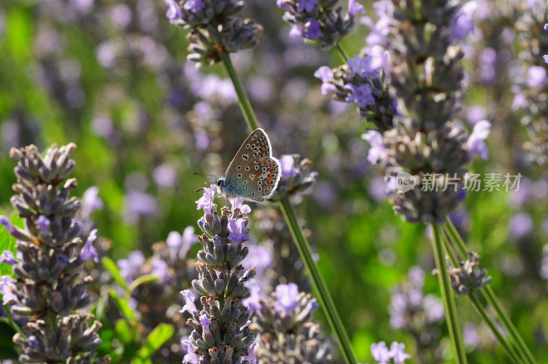 普通的蓝蝶，英国