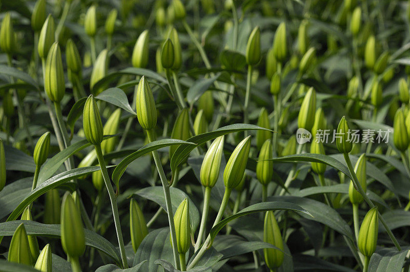 东方百合花蕾特写