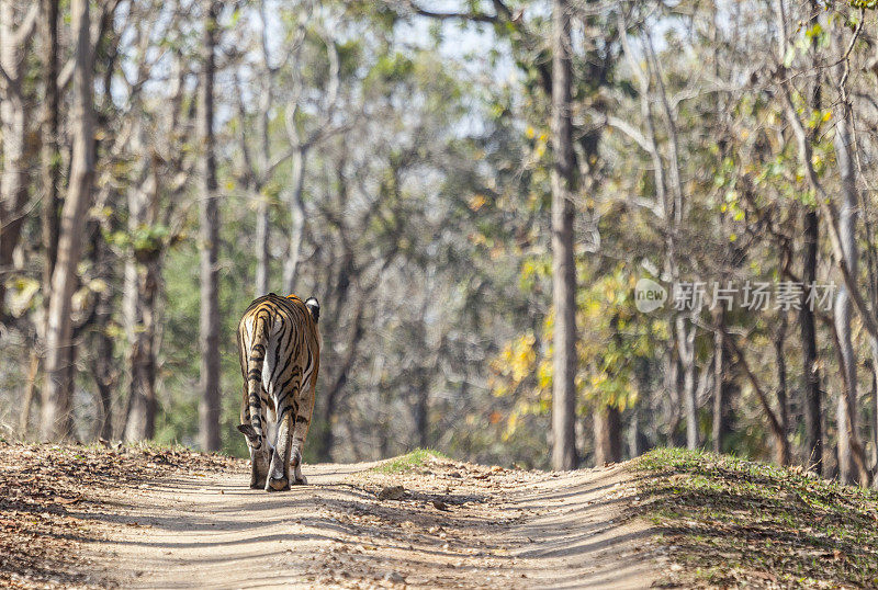 野虎妞沿着山脊走。Pench_NP、印度