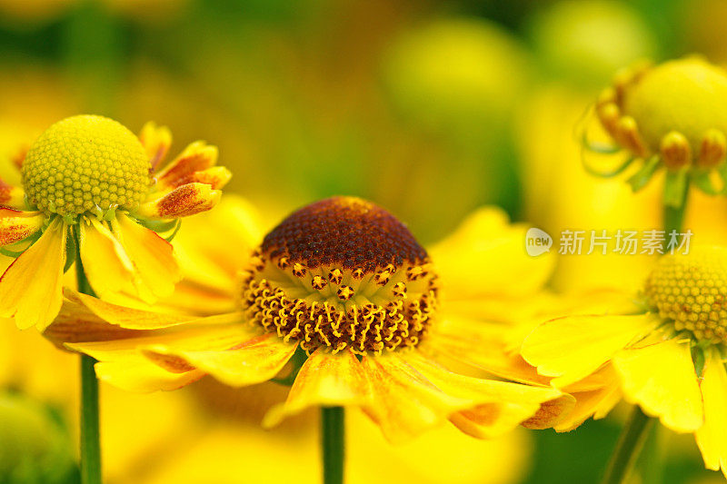 黄色helenium