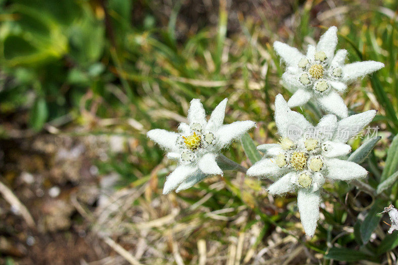 雪绒花花