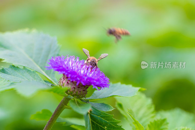 紫色花朵的蜜蜂