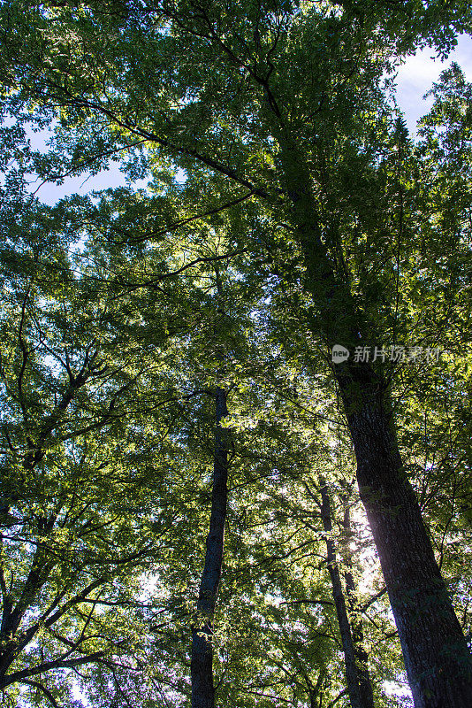 森林风景