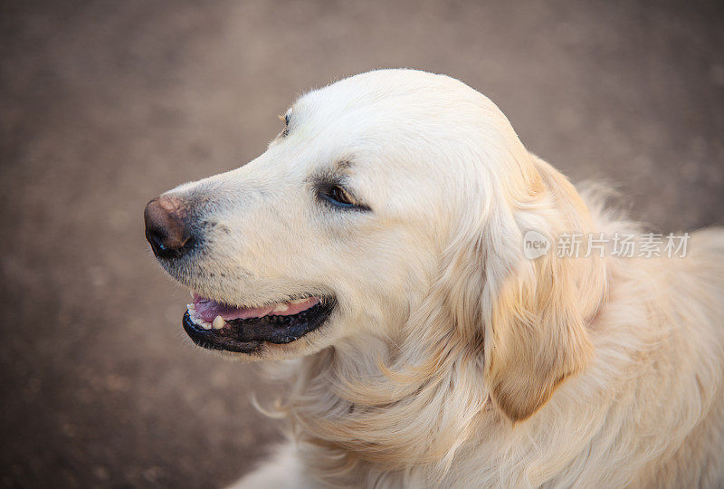 金毛猎犬