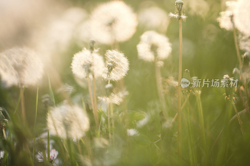 夏天的草地