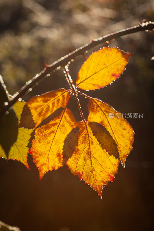 黄色的叶子被太阳照得背光。