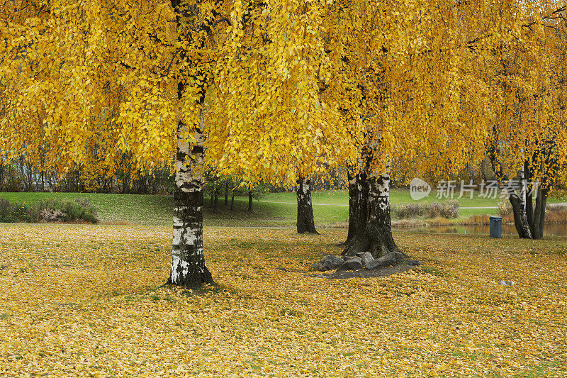 秋天从一棵黄色的白桦树的叶子。