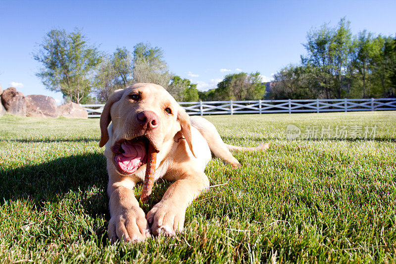 大品种的小狗躺在草地上与一个咀嚼棒